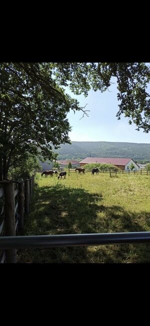 Allergie Stall, Maria, Horse Stables, Neuendorf