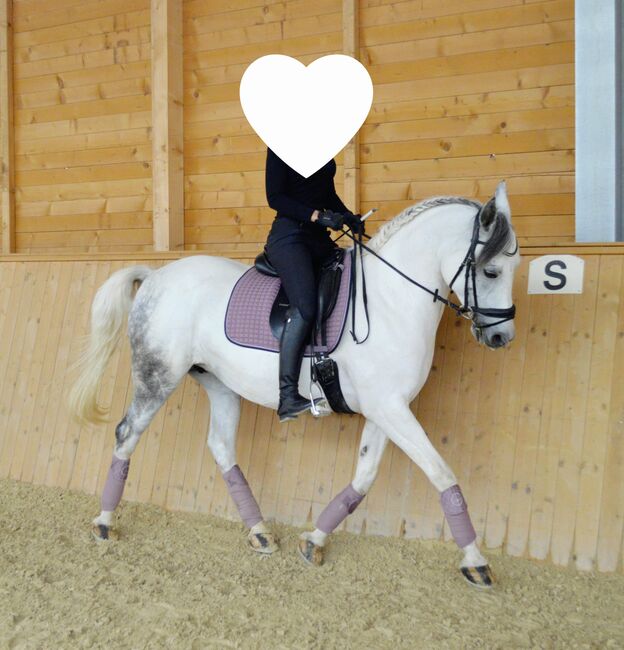 Allrounder Arabermix Stute, Nadine, Horses For Sale, Röttenbach