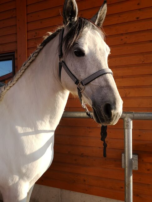 Allrounder Arabermix Stute, Nadine, Horses For Sale, Röttenbach, Image 3