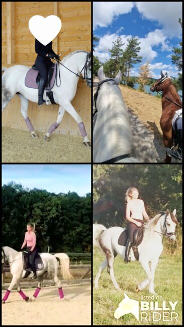 Allrounder Arabermix Stute, Nadine, Horses For Sale, Röttenbach, Image 9