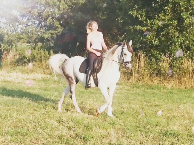 Allrounder Arabermix Stute, Nadine, Horses For Sale, Röttenbach, Image 6