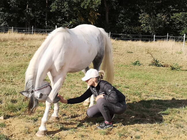 Allrounder Arabermix Stute, Nadine, Horses For Sale, Röttenbach, Image 5