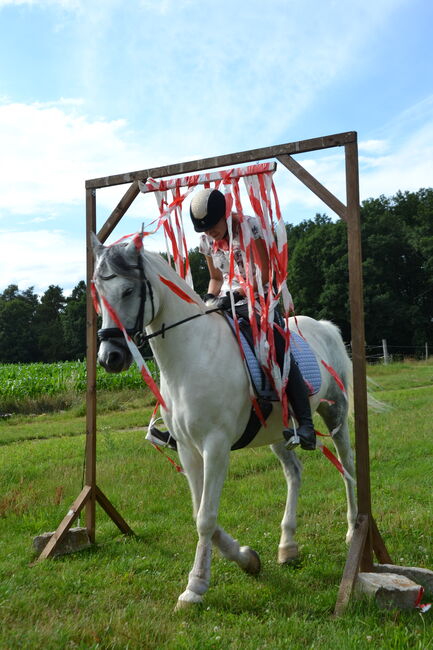 Allrounder Arabermix Stute, Nadine, Horses For Sale, Röttenbach, Image 4