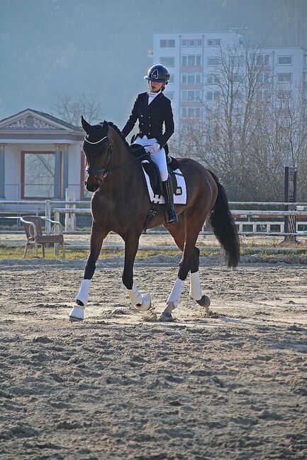 Allrounder Dressurpferd Zuchtstute Vielseitigkeit Hannoveraner 6j, Vanessa, Horses For Sale, Arzfeld, Image 2