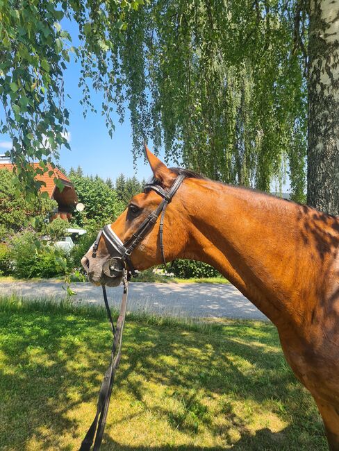 Allrounder, Pia, Horses For Sale, Frankenburg am Hausruck