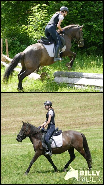 Ein Allrounder mit Potential, Irene Zimmermann, Pferd kaufen, Ramsau am Dachstein, Abbildung 3