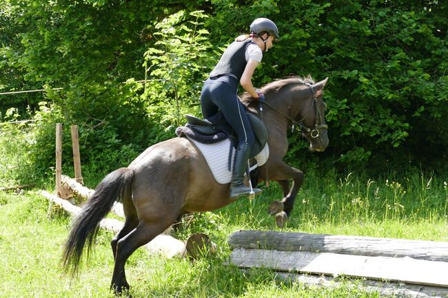 Ein Allrounder mit Potential, Irene Zimmermann, Pferd kaufen, Ramsau am Dachstein