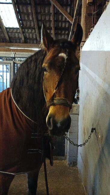 Allrounder sucht Bestplatz Friese mal Kaltimix, Stefanie , Pferd kaufen, Westoverledingen