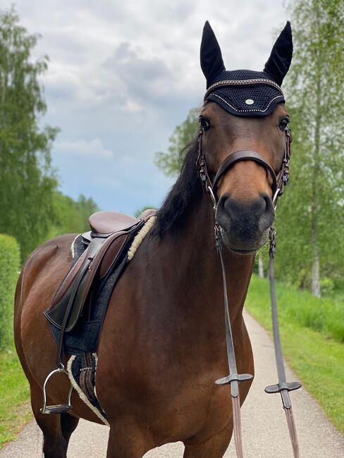 Allrounder Super tolles Mädchen Pferd, Manuela Fuchs, Horses For Sale, Jettingen/ Scheppach , Image 2