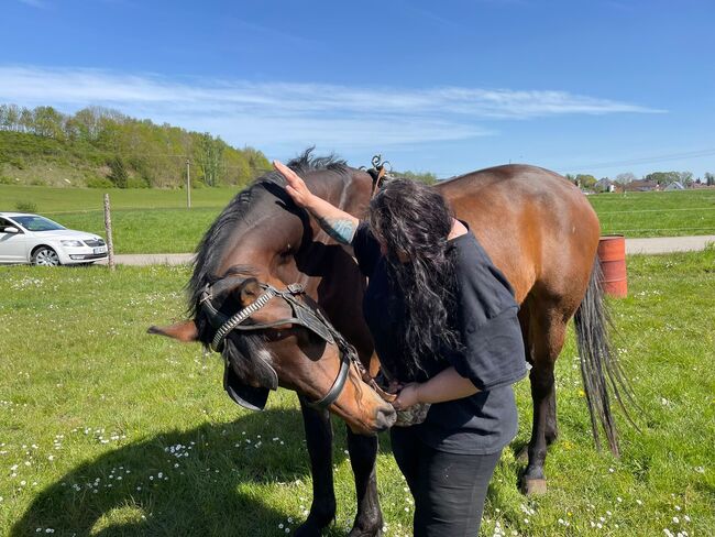 Allrounder Super tolles Mädchen Pferd, Manuela Fuchs, Horses For Sale, Jettingen/ Scheppach , Image 3