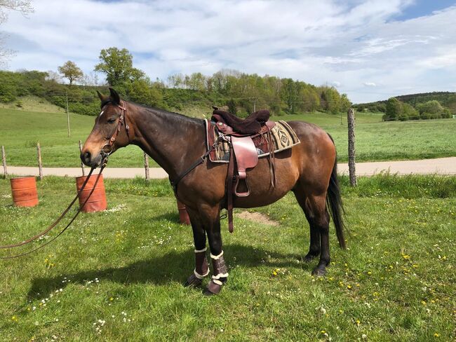 Allrounder Super tolles Mädchen Pferd, Manuela Fuchs, Horses For Sale, Jettingen/ Scheppach , Image 6