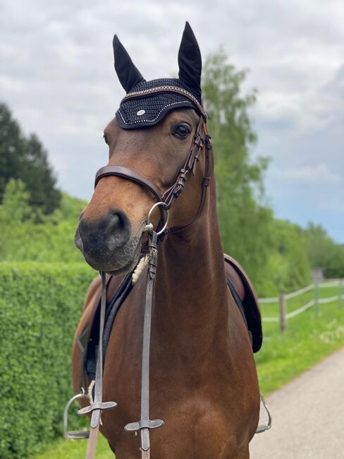 Allrounder Super tolles Mädchen Pferd, Manuela Fuchs, Horses For Sale, Jettingen/ Scheppach 