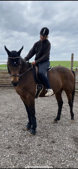 Allrounder Super tolles Mädchen Pferd, Manuela Fuchs, Horses For Sale, Jettingen/ Scheppach , Image 11