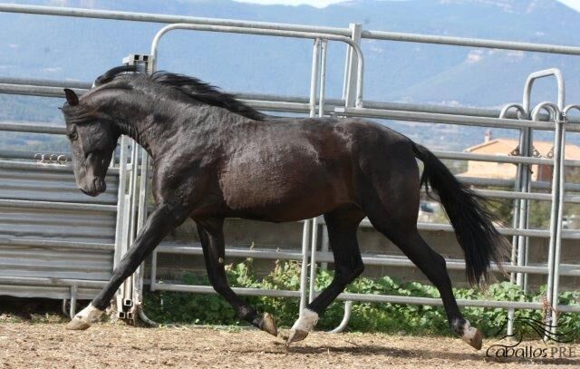 Allrounder für Familie/Freizeit - cool und easy - Top Charakter, Thomas Adams (Caballos PRE), Horses For Sale, Bell, Image 2