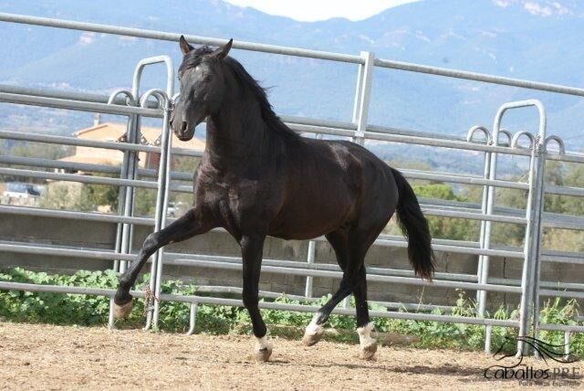 Allrounder für Familie/Freizeit - cool und easy - Top Charakter, Thomas Adams (Caballos PRE), Horses For Sale, Bell, Image 3