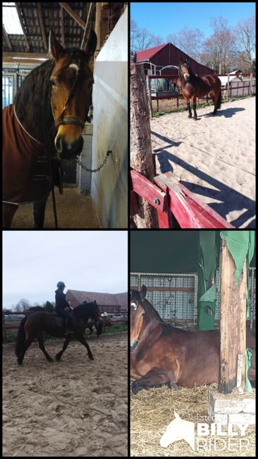 Allrounder sucht Bestplatz Friese mal Kaltimix, Stefanie , Horses For Sale, Westoverledingen, Image 5