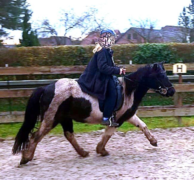 Allrounderin für jedermann leicht zu reiten, Islandpferde-aus-Island, Pferd kaufen, Südisland