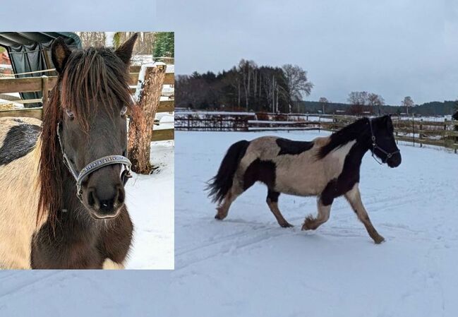 Allrounderin für jedermann leicht zu reiten, Islandpferde-aus-Island, Pferd kaufen, Südisland