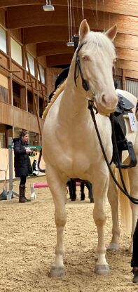 Allrounderin für Sport-, Freizeit u. Zucht-Quarterstute f.d.gesamte Familie, Pferdezucht PD, Horses For Sale, Hombrechtikon, Image 2