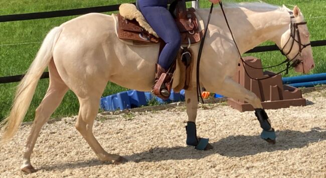 Allrounderin für Sport-, Freizeit u. Zucht-Quarterstute f.d.gesamte Familie, Pferdezucht PD, Horses For Sale, Hombrechtikon