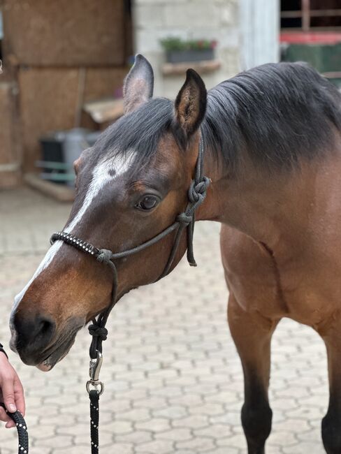 Freizeit Allrounder, Stefanie Otti, Horses For Sale, St.Paul, Image 5