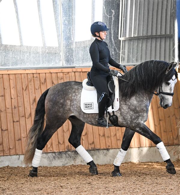 Allrunder Wunderschöner PRE-Schimmelwallach, jennifer, Pferd kaufen, Haseldorf