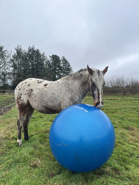 Fast 3 jähriger Appaloosa Wallach, Isabelle Bohling, Horses For Sale, Kutenholz , Image 4