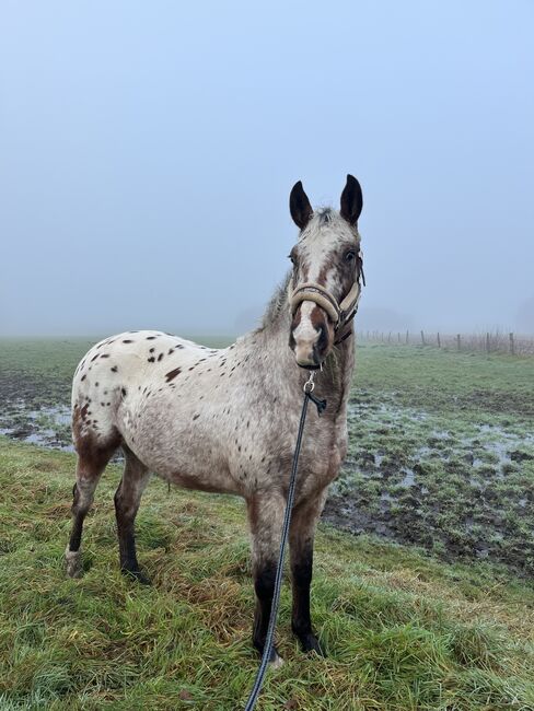 Fast 3 jähriger Appaloosa Wallach, Isabelle Bohling, Horses For Sale, Kutenholz , Image 6