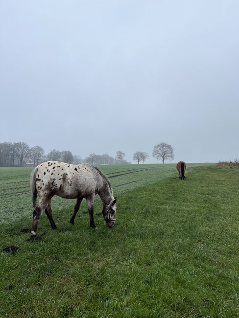 Fast 3 jähriger Appaloosa Wallach, Isabelle Bohling, Horses For Sale, Kutenholz , Image 12