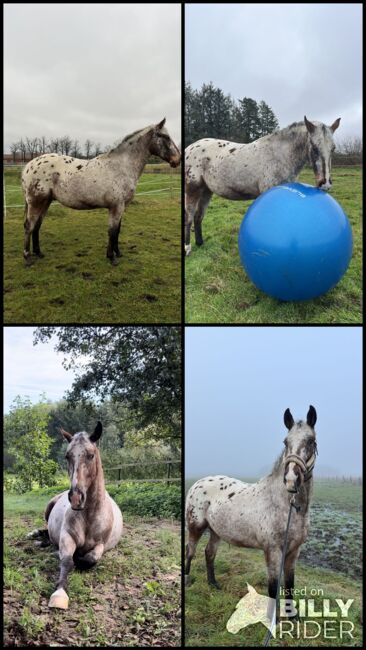 Fast 3 jähriger Appaloosa Wallach, Isabelle Bohling, Horses For Sale, Kutenholz , Image 22