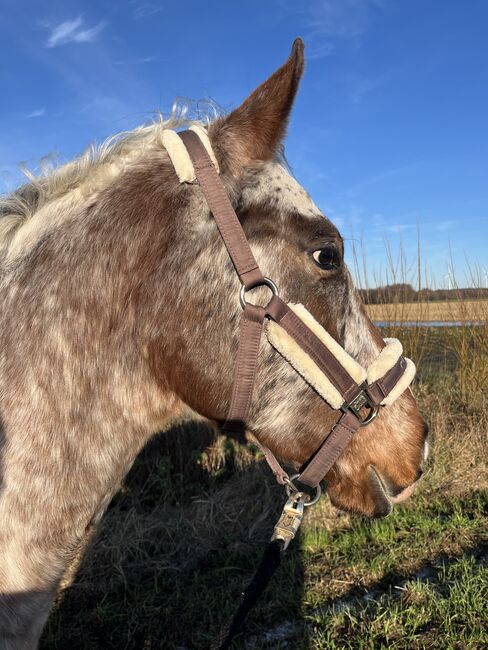 Fast 3 jähriger Appaloosa Wallach, Isabelle Bohling, Horses For Sale, Kutenholz , Image 17