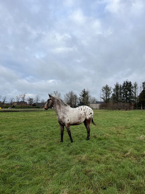 Fast 3 jähriger Appaloosa Wallach, Isabelle Bohling, Horses For Sale, Kutenholz , Image 21