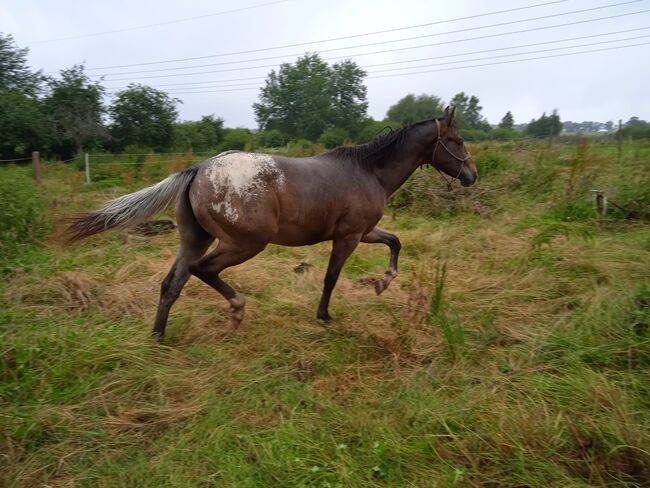 Fast 3 jähriger Junghengst / Wallach ApHC, A. Gößler, Horses For Sale, Morbach, Image 8