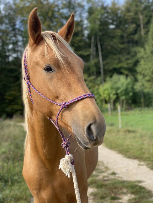 fast 4 jähriger Spanier, Jenny, Horses For Sale, Hohenstein , Image 3