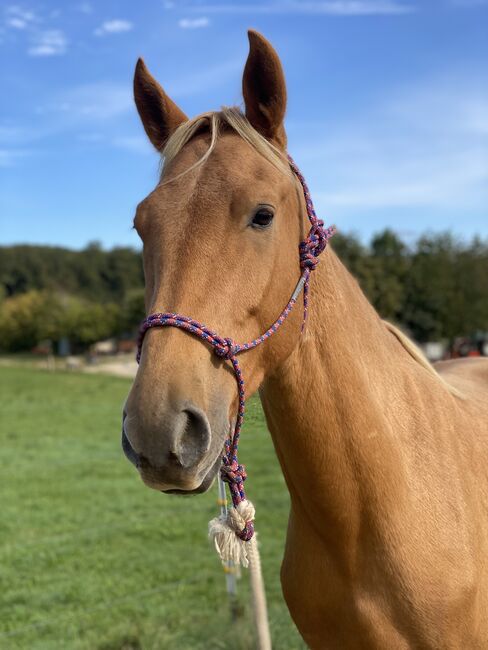 fast 4 jähriger Spanier, Jenny, Horses For Sale, Hohenstein , Image 5