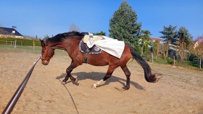 Fast wie ein eigenes Pferd oder pony, Tina, Horse Sharing, Döbeln, Image 8