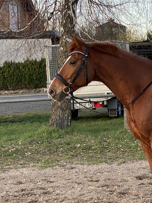 Neuwertige Ascot Trense, Ascot Trense , Lucy Oestern , Bridles & Headstalls, Niefernheim-Zellertal, Image 3