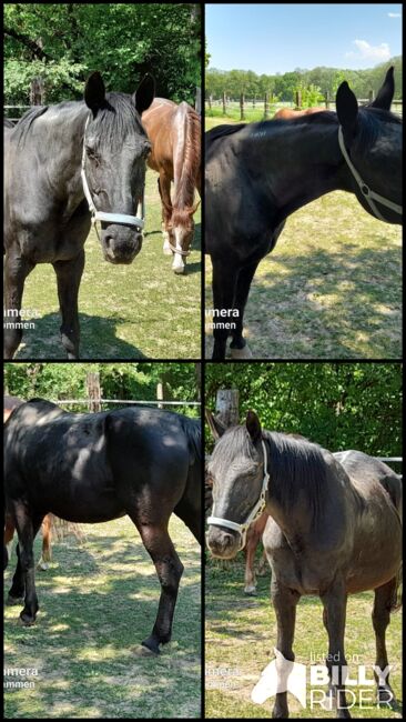 Alte Dame sucht einen neuen Besitzer, Sebastian Maier , Pferd kaufen, Neudörfl, Abbildung 9