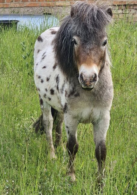 Alwin Mini, Alwin B., Horses For Sale, SO