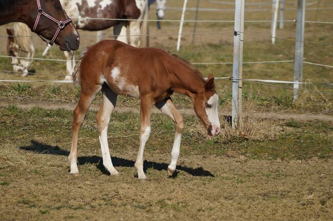 AM Timeless - korrekt gebauter Allrounder mit genialer Pleasure-Abstammung, Kerstin Rehbehn (Pferdemarketing Ost), Horses For Sale, Nienburg, Image 6