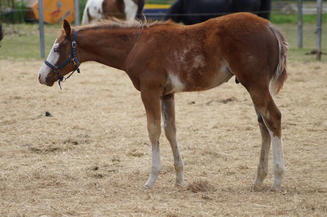 AM Timeless - korrekt gebauter Allrounder mit genialer Pleasure-Abstammung, Kerstin Rehbehn (Pferdemarketing Ost), Horses For Sale, Nienburg