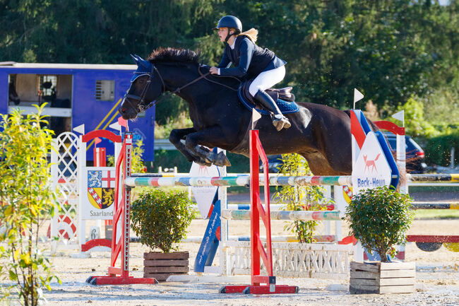 Amateurpferd, O.Noemi , Horses For Sale, Perl, Image 2