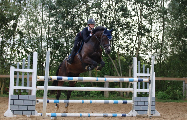 Amateurpferd, O.Noemi , Horses For Sale, Perl