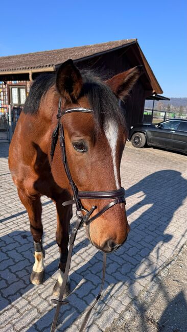 Amateur - Freizeitpferd zu verkaufen, Noemi, Horses For Sale, Fislisbach