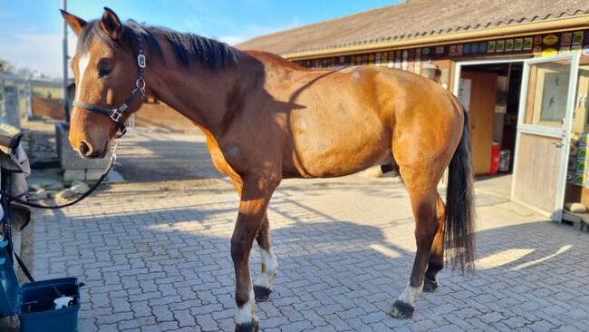 Amateur - Freizeitpferd zu verkaufen, Noemi, Horses For Sale, Fislisbach, Image 2