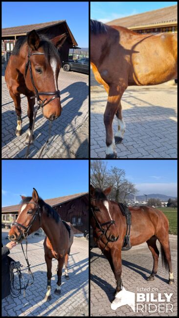 Amateur - Freizeitpferd zu verkaufen, Noemi, Horses For Sale, Fislisbach, Image 5