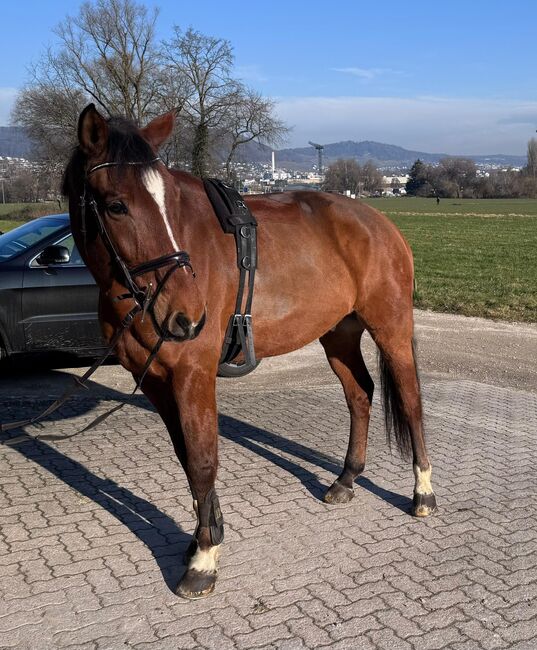 Amateur - Freizeitpferd zu verkaufen, Noemi, Horses For Sale, Fislisbach, Image 3