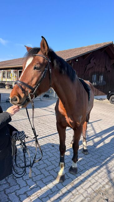 Amateur - Freizeitpferd zu verkaufen, Noemi, Konie na sprzedaż, Fislisbach, Image 4