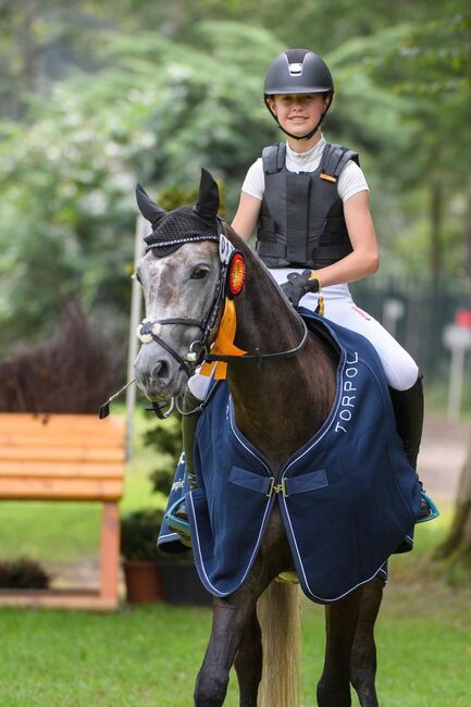 Amazing - ein echter Allrounder der in allen Sparten Spaß macht, Pferdevermittlung Leus (Pferdevermittlung Leus ), Horses For Sale, Filsum, Image 2