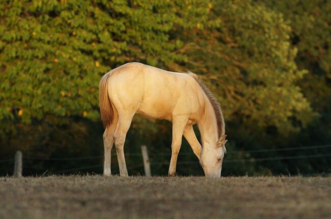 Amber Cream Champagne Quarter Horse Fohlen mit Reining/Allroundabstammung, Kerstin Rehbehn (Pferdemarketing Ost), Horses For Sale, Nienburg, Image 2